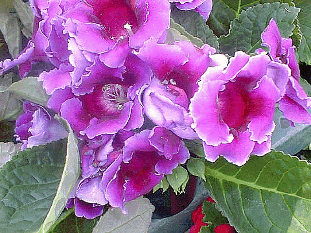 thumbnail of your picture #2